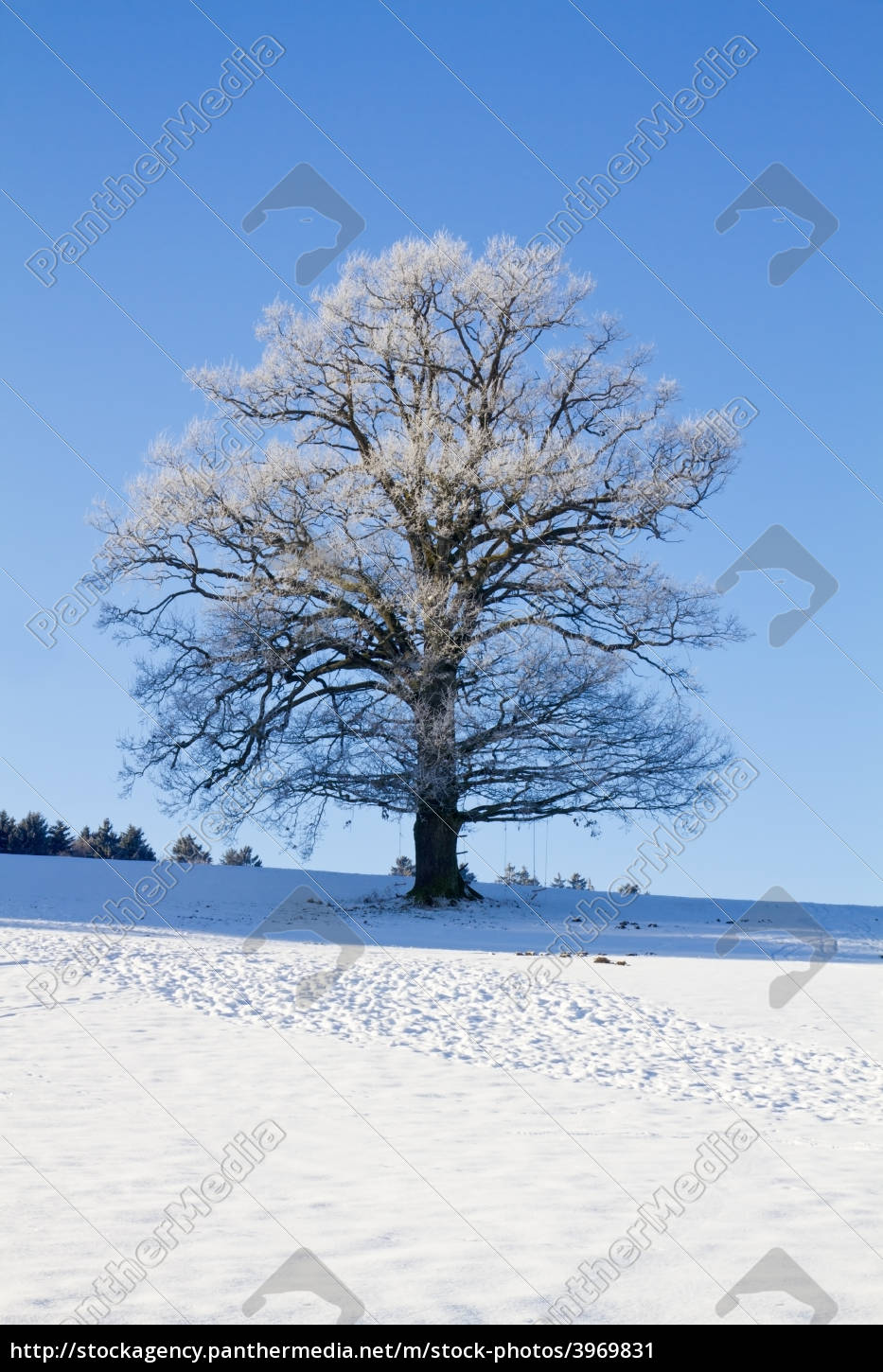 Baum Mit Raureif Im Winter Stockfoto Bildagentur Panthermedia