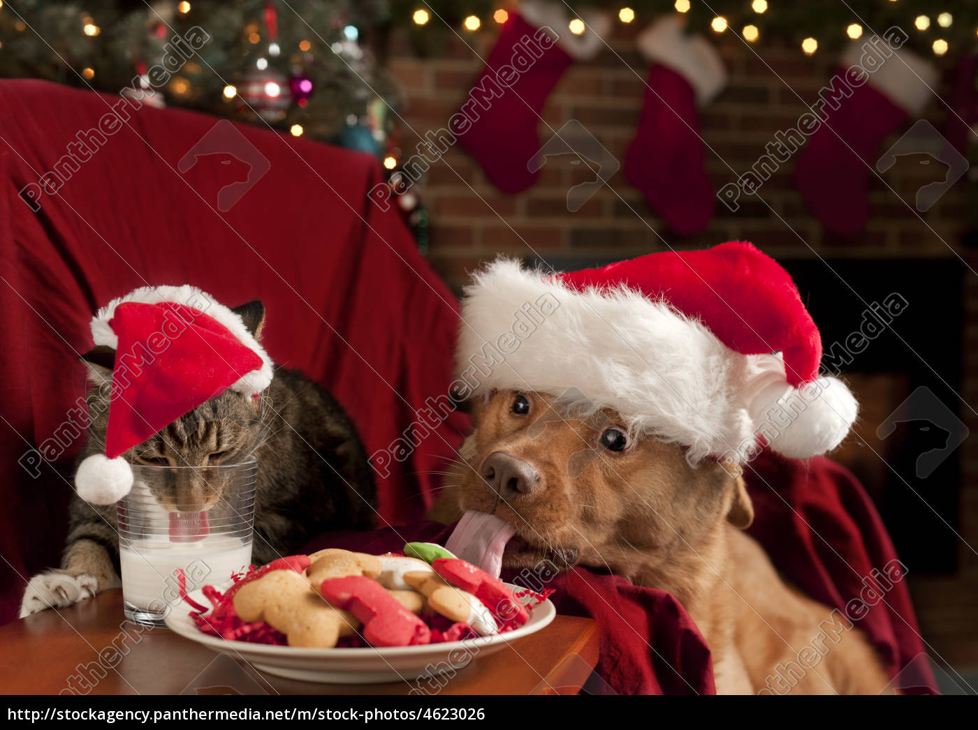 katze und hund essen nikolaus 039 snack Stock Photo 4623026