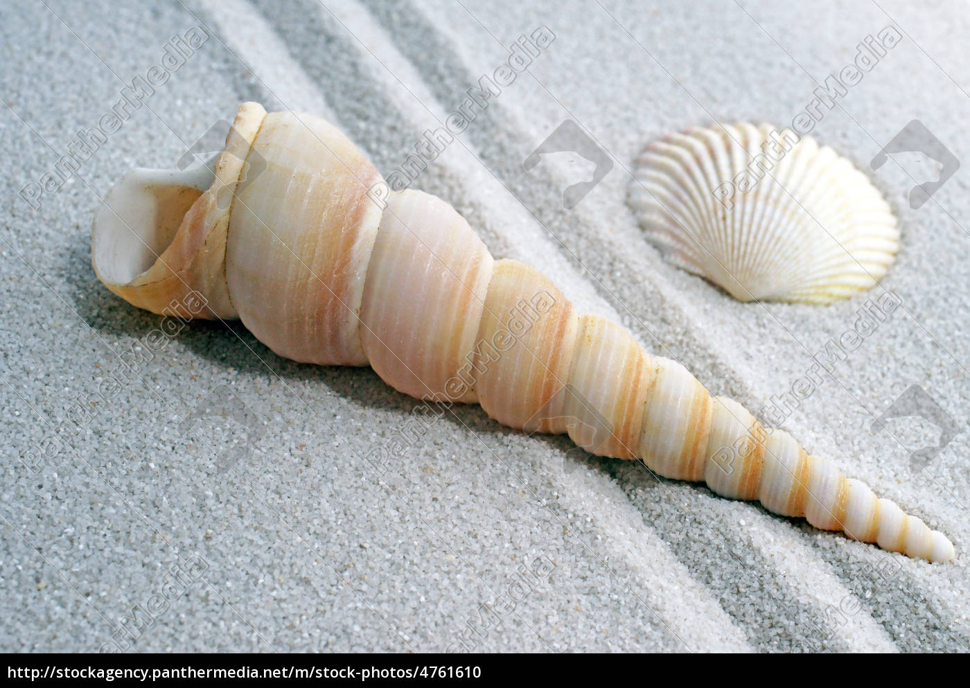 Shells On Fine Sand Muscheln Im Sand Stock Photo Bildagentur Panthermedia