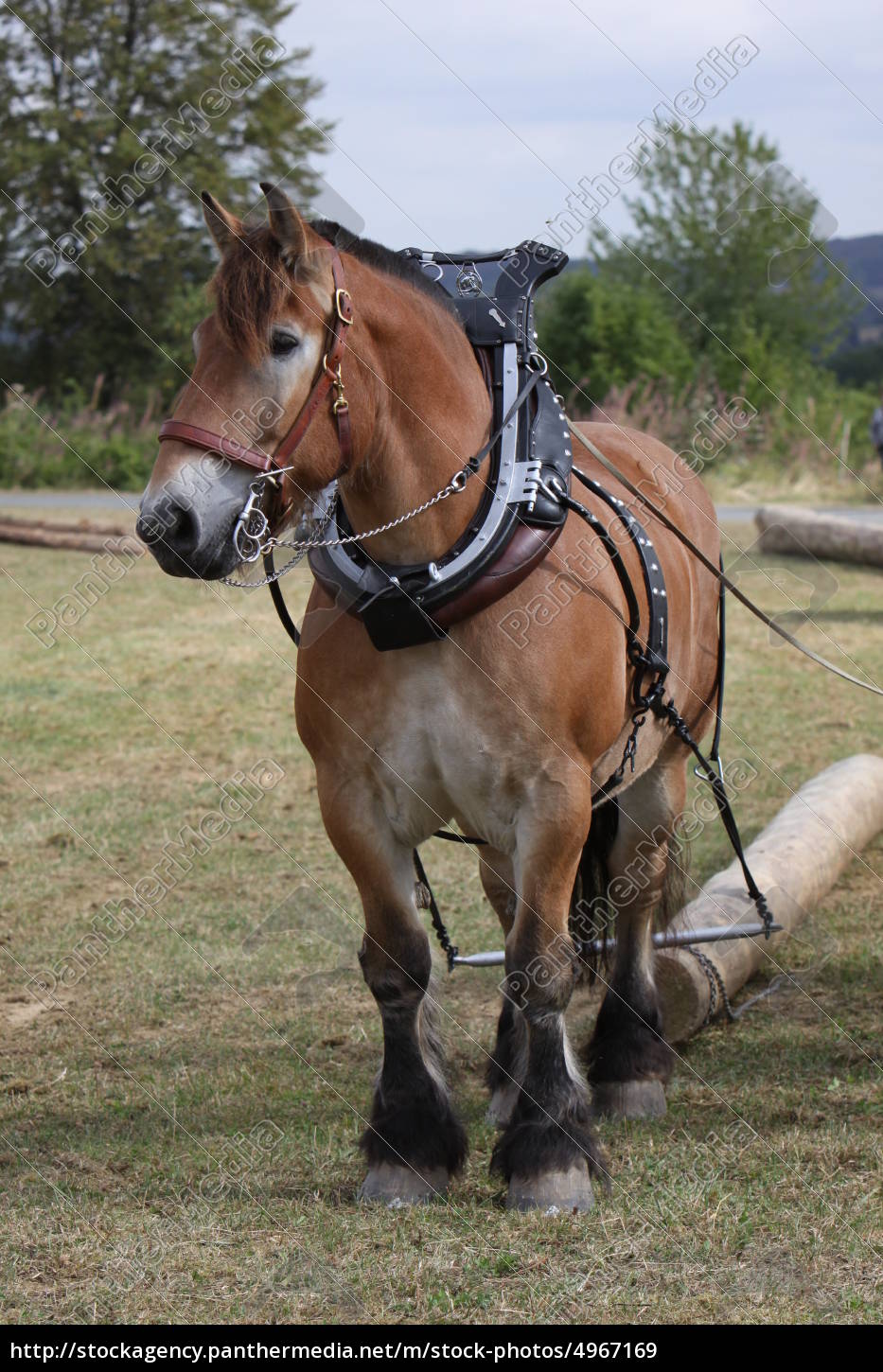 Ardenner Pferd Kaufen