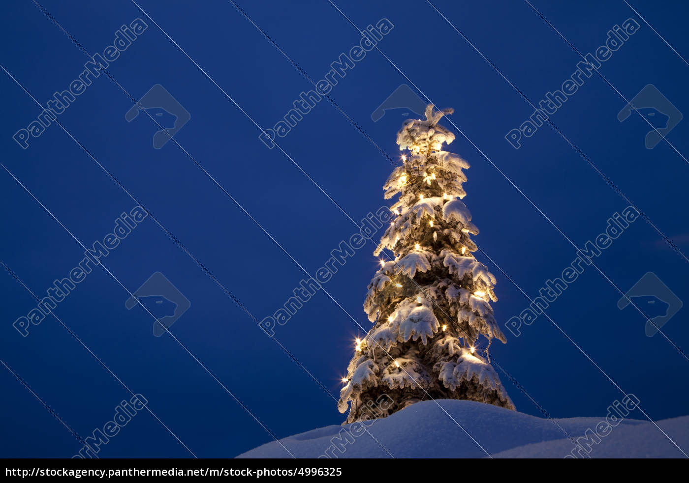 Weihnachtsbaum Im Schnee Winter Lizenzfreies Bild 4996325 Bildagentur Panthermedia