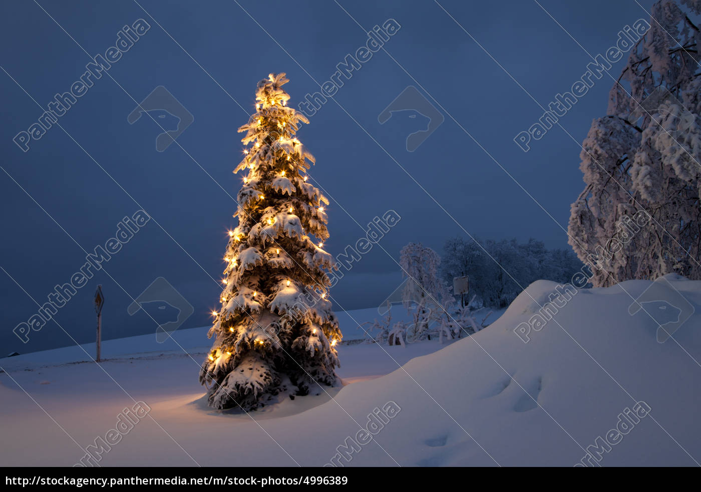 Weihnachtsbaum im Schnee / Winter Stockfoto 4996389 Bildagentur