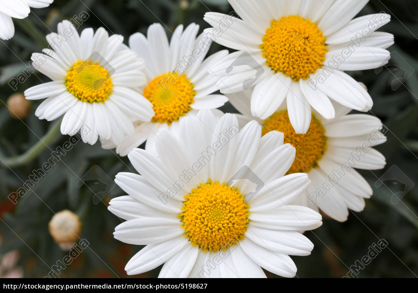 Margeriten Leucanthemum Lizenzfreies Bild Bildagentur Panthermedia