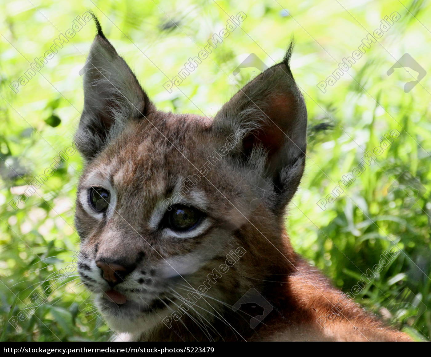 Luchs Baby Lizenzfreies Bild Bildagentur Panthermedia