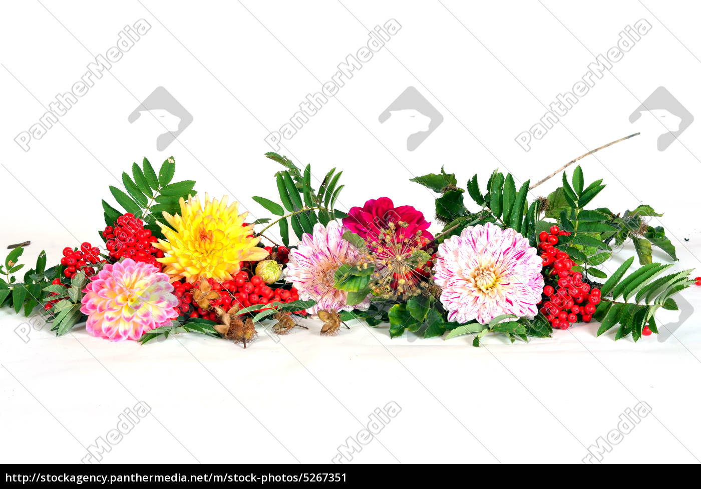 Bunte Herbst Blumen Dahlien Lizenzfreies Bild Bildagentur Panthermedia