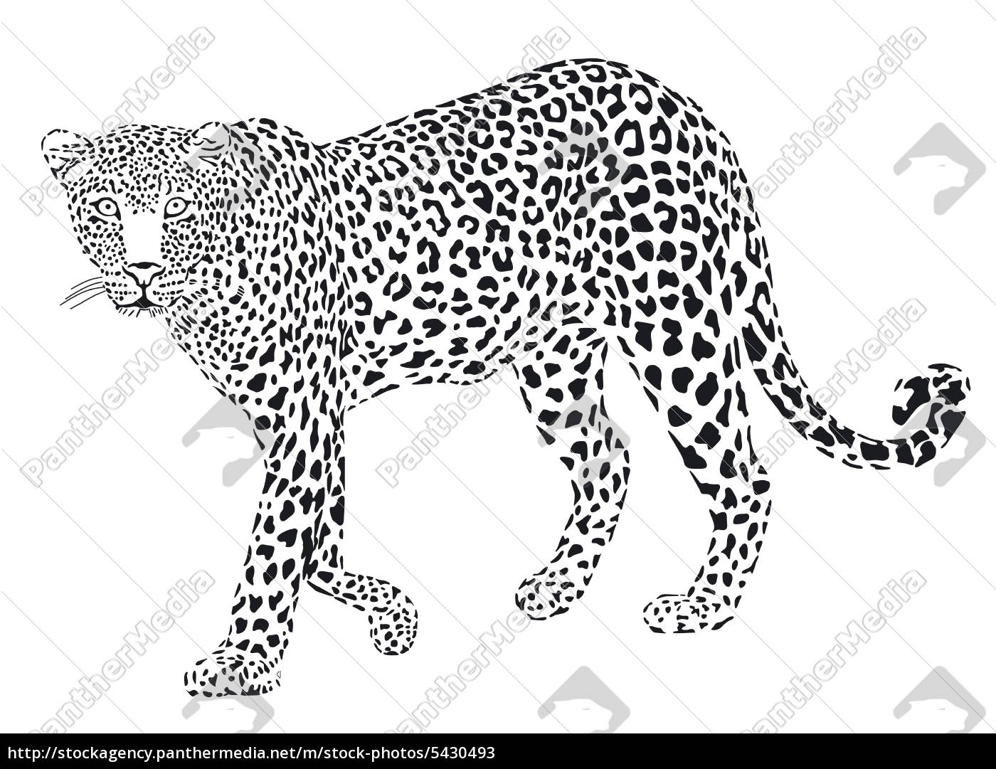 Leopard Schwarz Weiss Lizenzfreies Bild Bildagentur Panthermedia