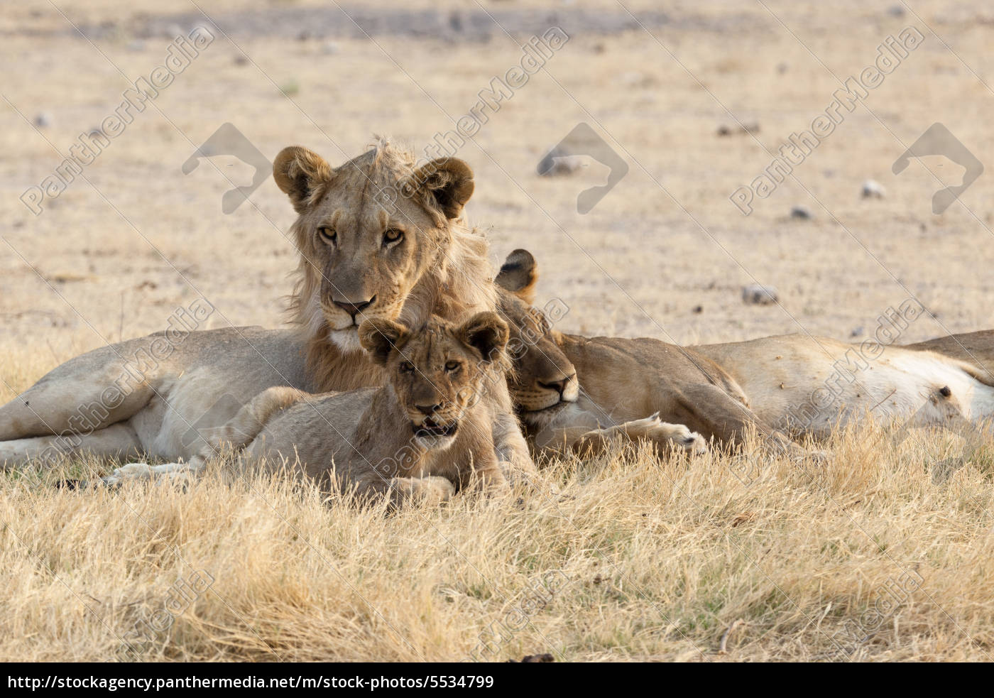 Afrikanische Lowenfamilie Im Etosha Nationalpark Stockfoto Bildagentur Panthermedia