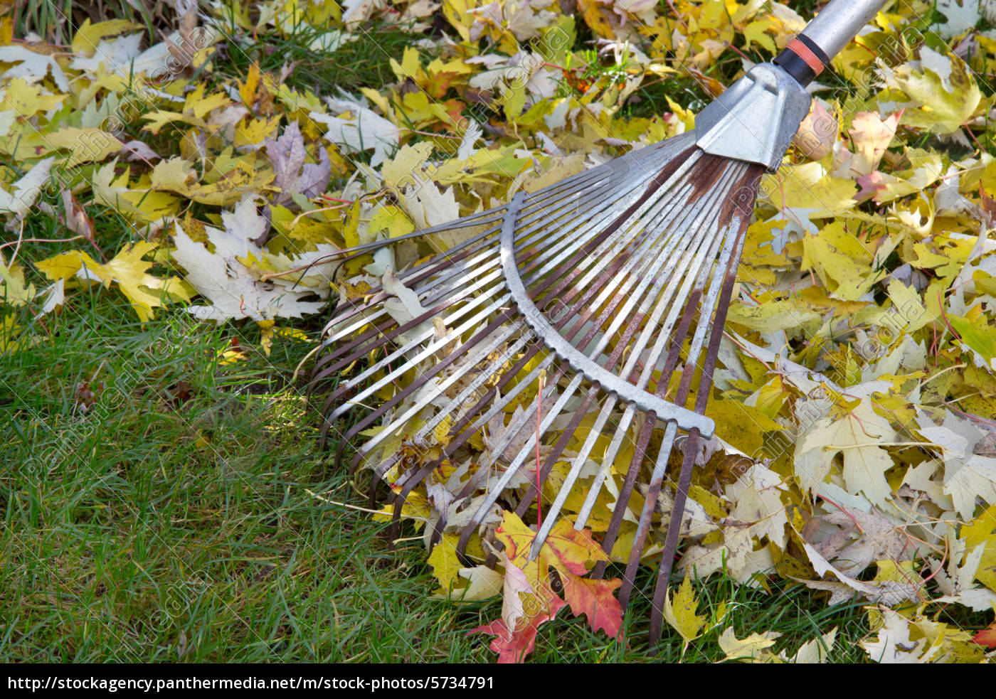 Herbstlaub rechen im Garten Stockfoto 5734791