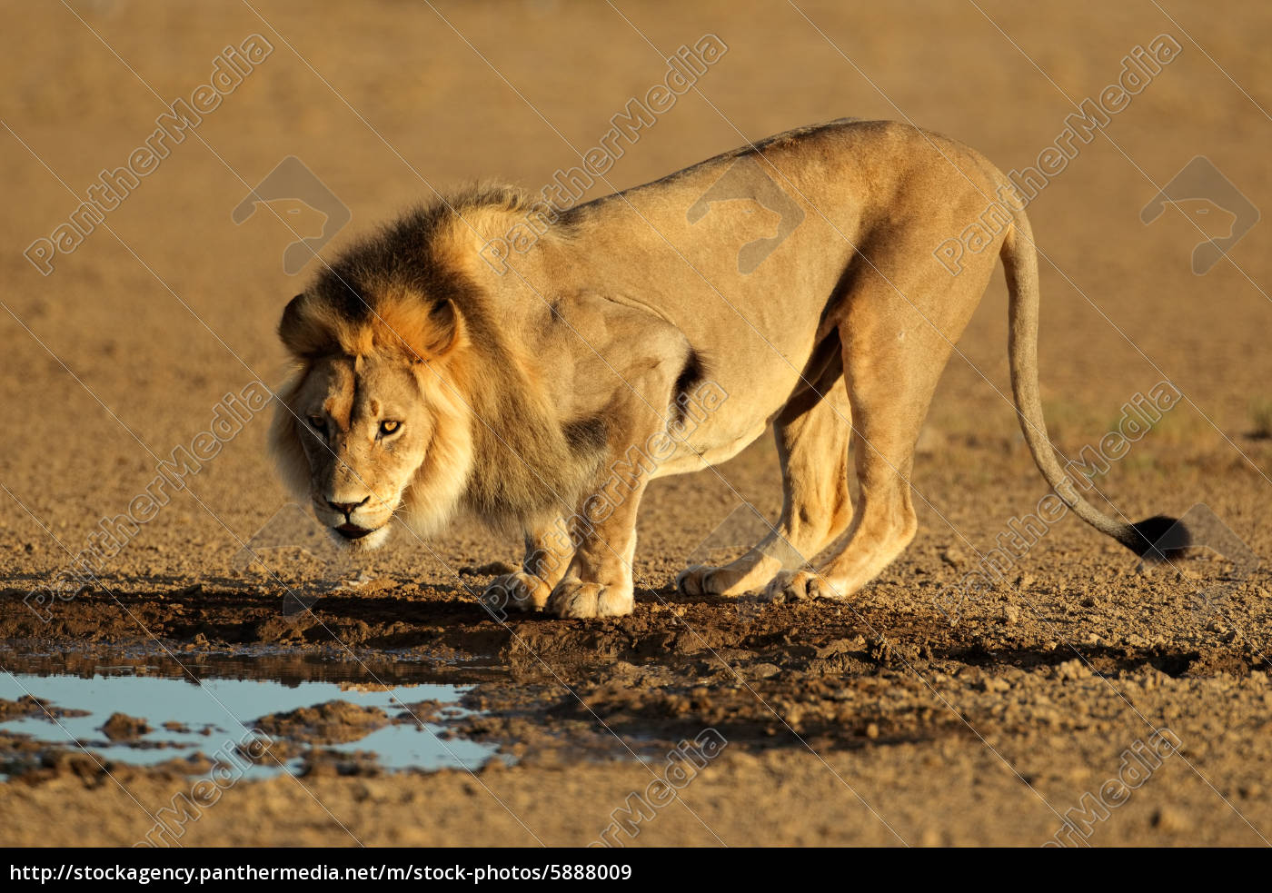 afrikanischer löwe trinken Lizenzfreies Bild 5888009 Bildagentur