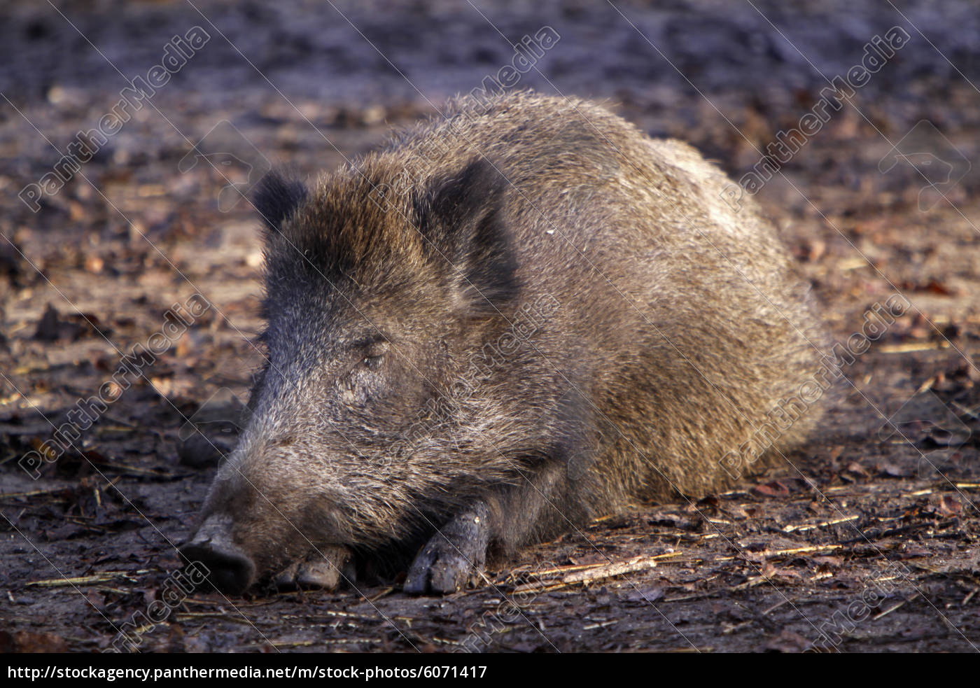 Mudes Wildschwein Lizenzfreies Bild 6071417 Bildagentur Panthermedia