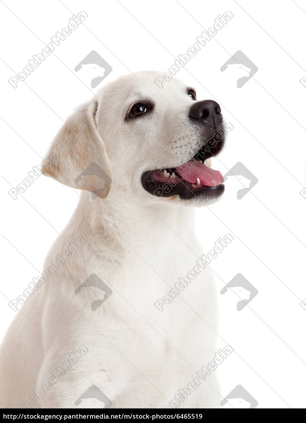 Labrador Retriever Welpen Stockfoto 6465519 Bildagentur Panthermedia