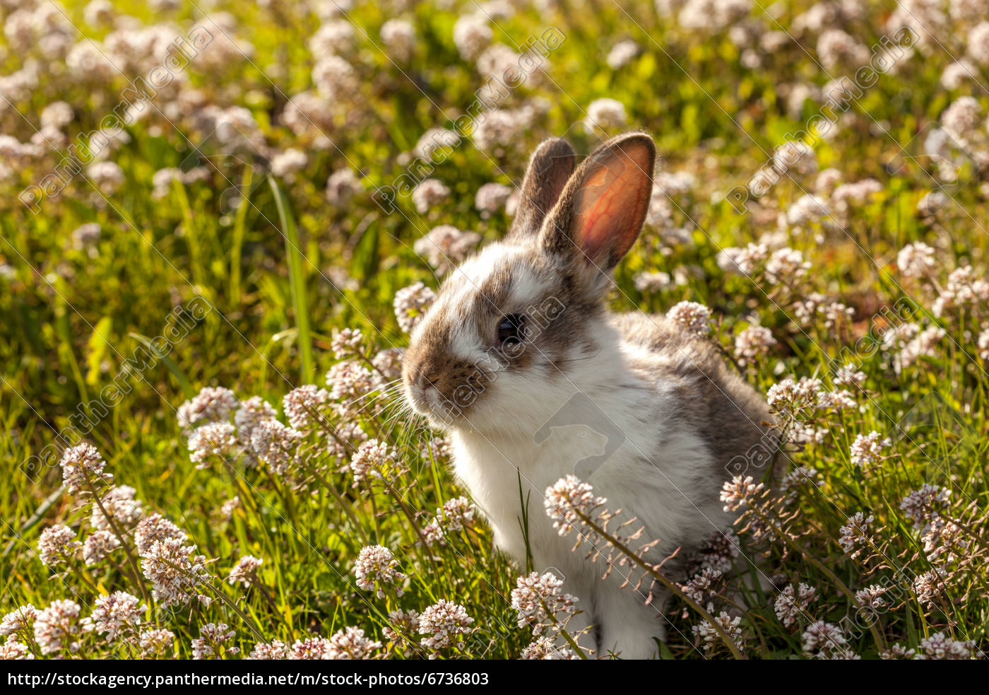 Kleiner Hase Stockfoto 6736803 Bildagentur Panthermedia