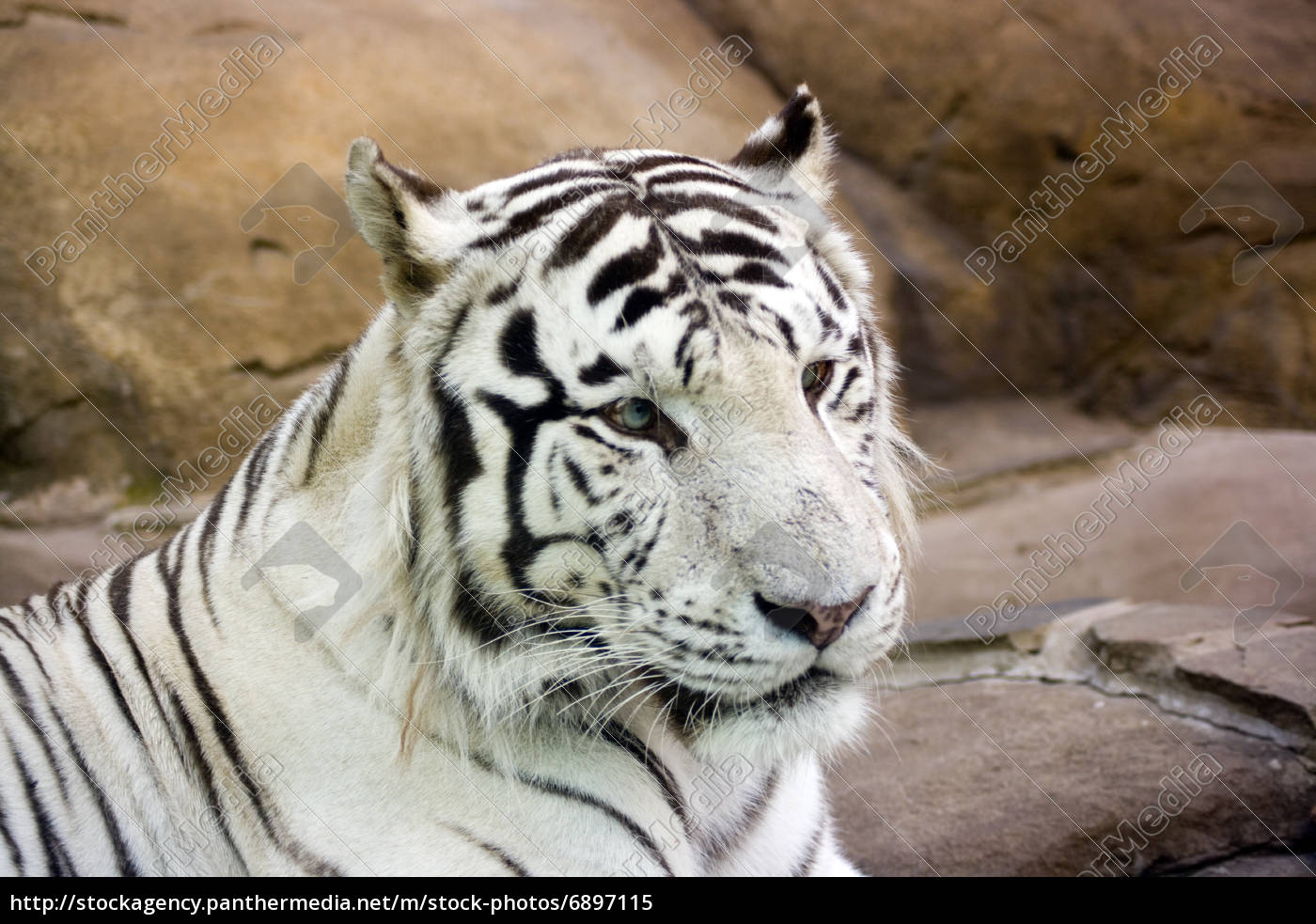 Weisser Tiger Mit Grunen Augen Lizenzfreies Bild 6897115 Bildagentur Panthermedia