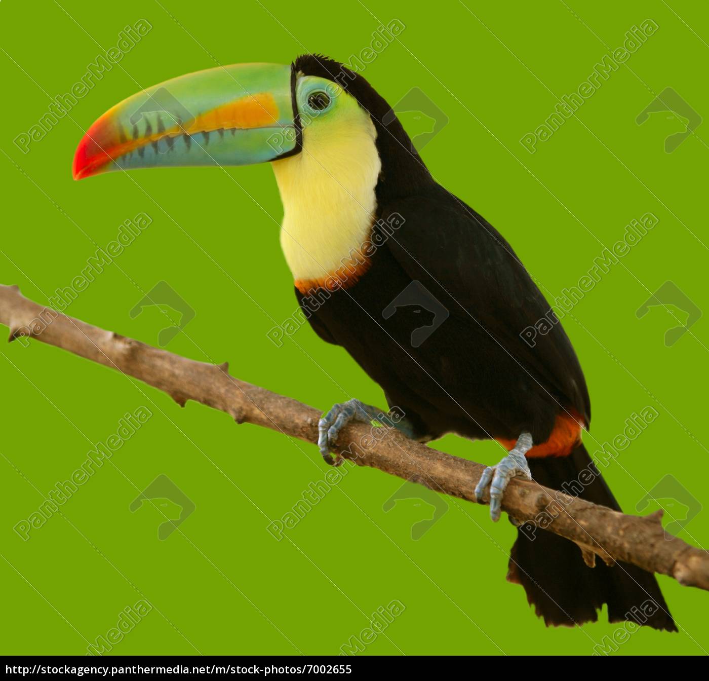 Sudamerikanisch Toucan Bunter Vogel Lizenzfreies Bild Bildagentur Panthermedia