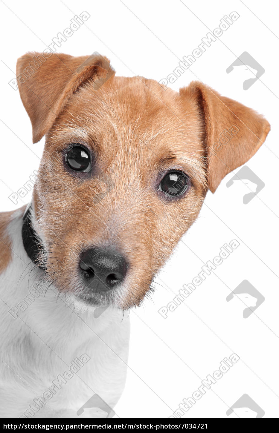 jack russel terrier hund Stockfoto 7034721 Bildagentur PantherMedia