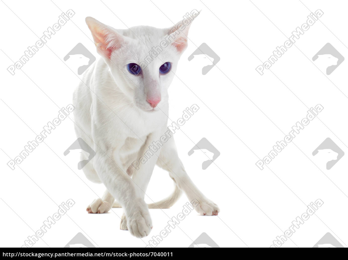 White Oriental Cat Lizenzfreies Bild 7040011 Bildagentur