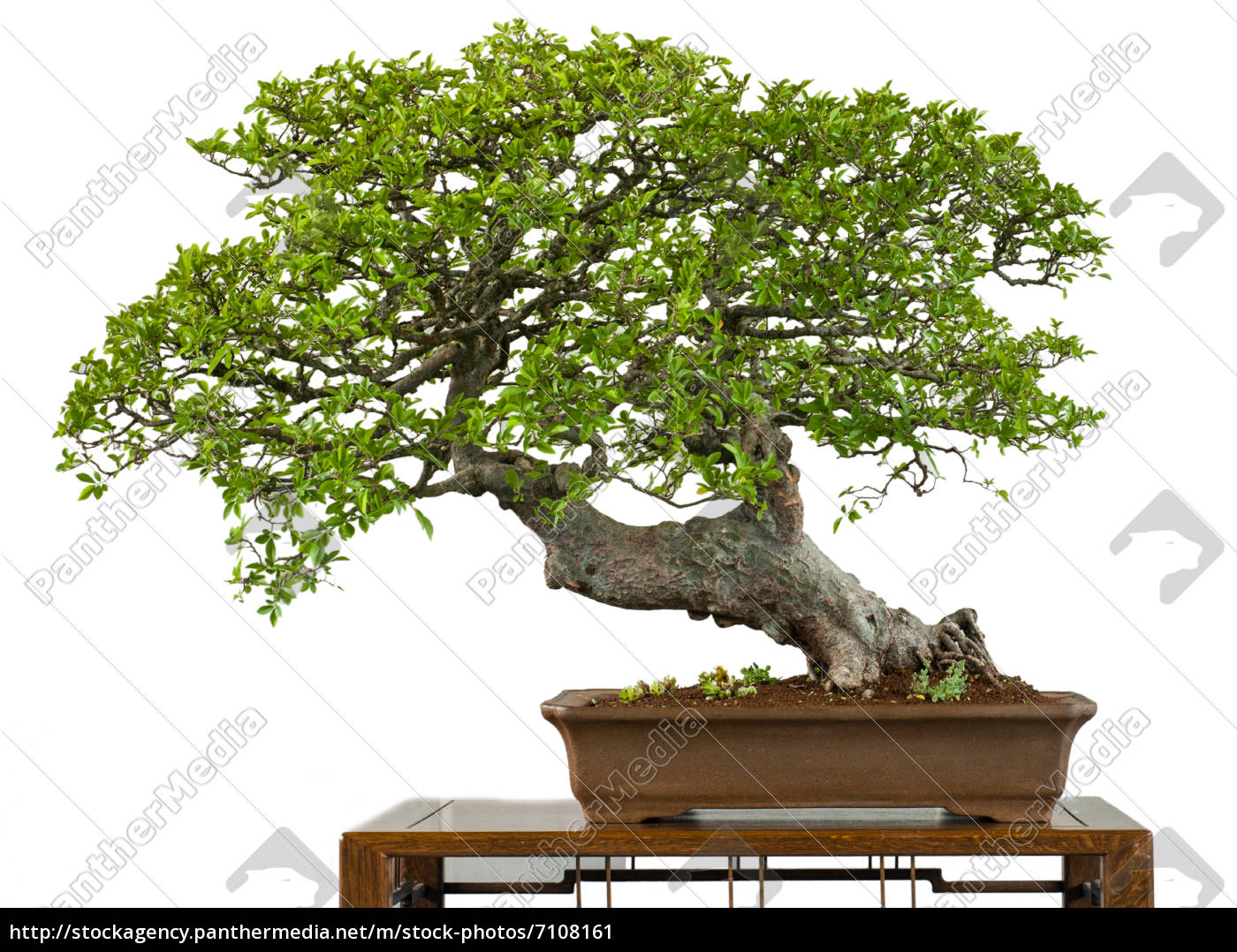 Alte chinesische Ulme als Bonsai-Baum - Stockfoto ...