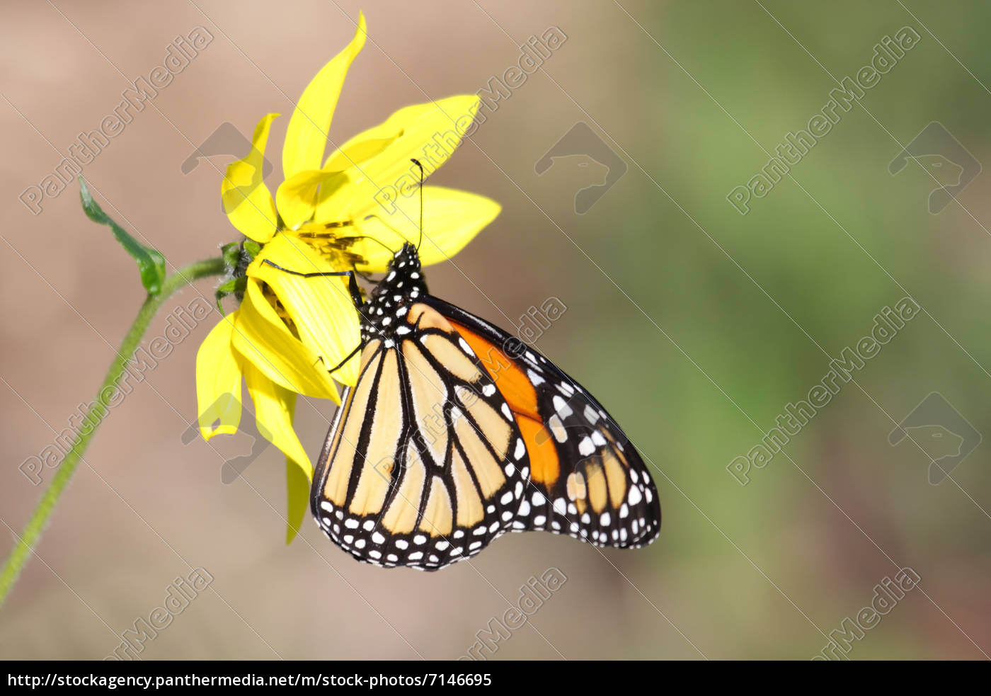 Monarch Schmetterling Danaus Plexippus Auf Woodland Lizenzfreies Bild 7146695 Bildagentur Panthermedia