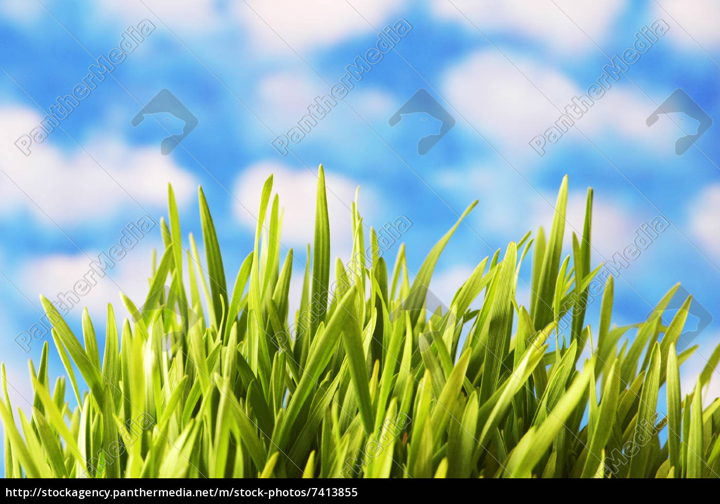 Grunes Gras Gegen Den Strahlend Blauen Himmel Stockfoto 7413855 Bildagentur Panthermedia