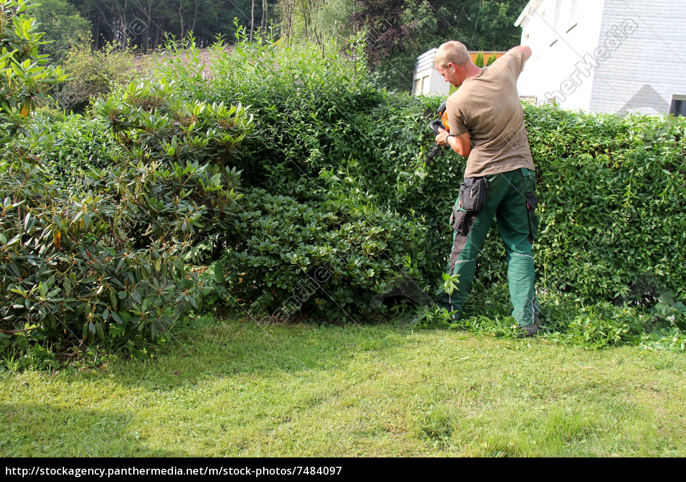 Ligusterhecke Schneiden Wann. liguster ligustrum vulgare ligusterhecke
