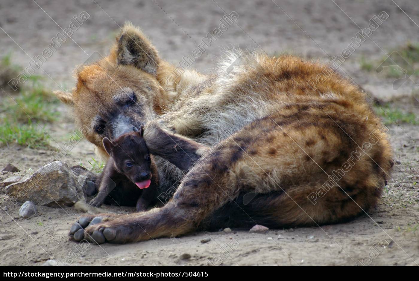 Hyane Mit Nachwuchs Lizenzfreies Bild 7504615 Bildagentur Panthermedia