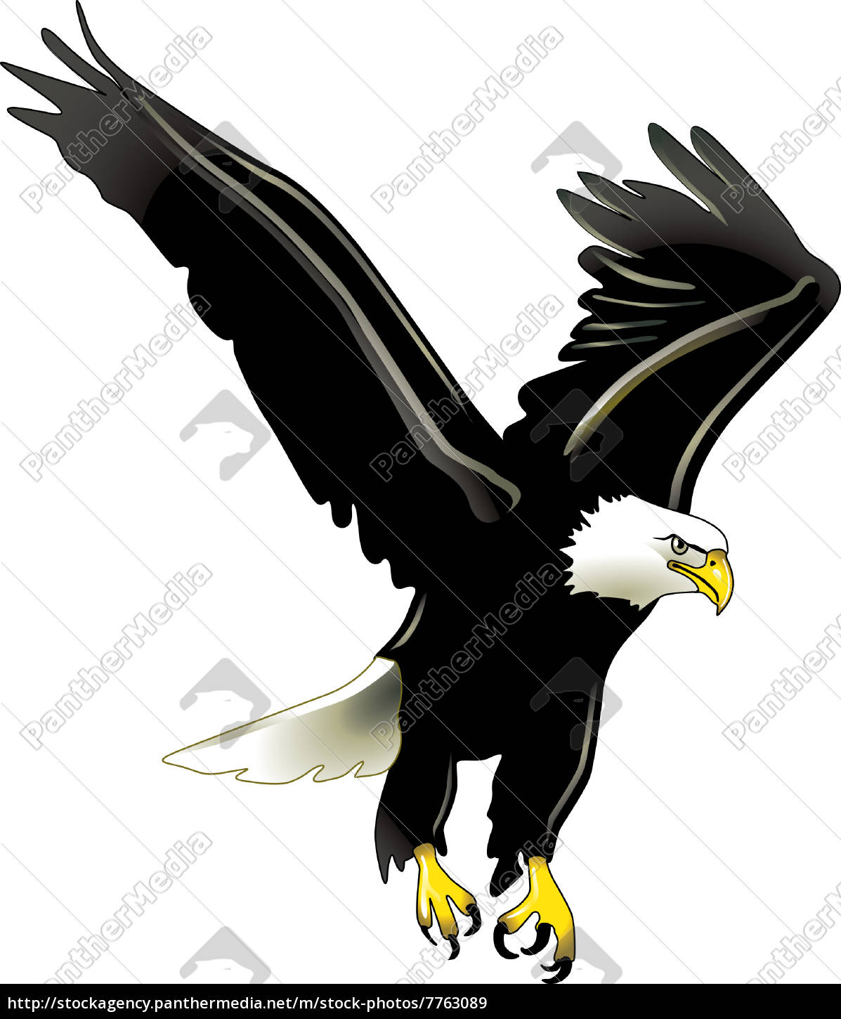 Fliegender Adler Lizenzfreies Bild Bildagentur Panthermedia