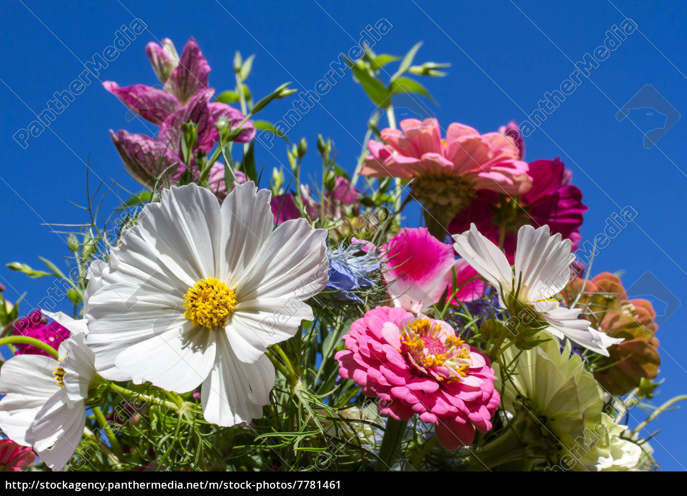 Strauss Mit Bunten Sommerblumen Gegen Blauen Himmel Lizenzfreies Bild Bildagentur Panthermedia