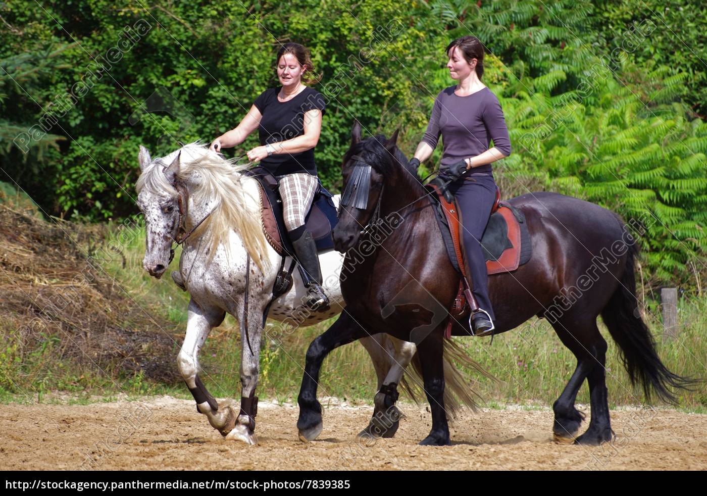 Reitsport Auf Dem Friesen Pferd Im Sommer Lizenzfreies Bild Bildagentur Panthermedia