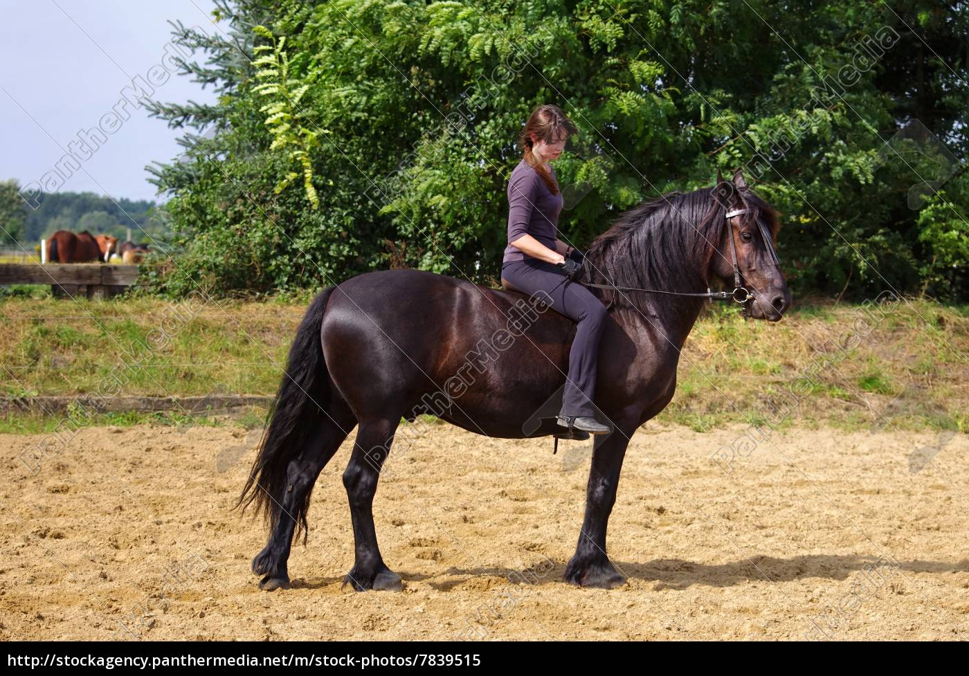 Reitsport Auf Dem Friesen Pferd Im Sommer Lizenzfreies Bild Bildagentur Panthermedia