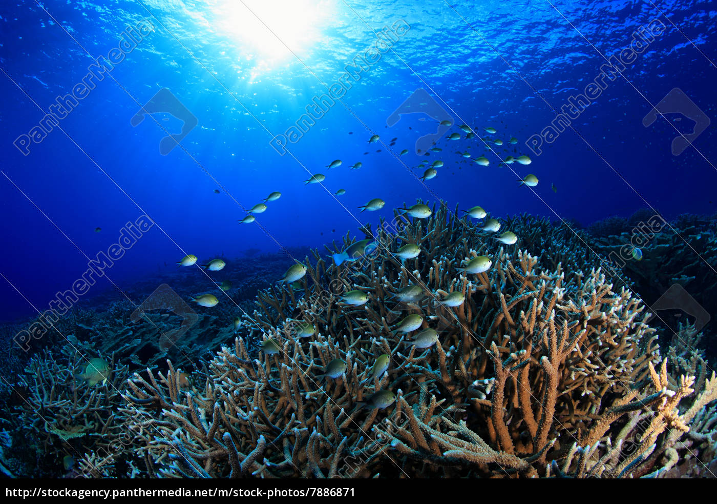 Größtes Korallenriff