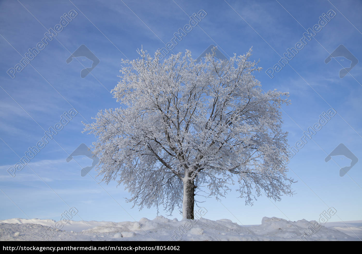 Baum im Winter - Stock Photo - #8054062 | Bildagentur PantherMedia