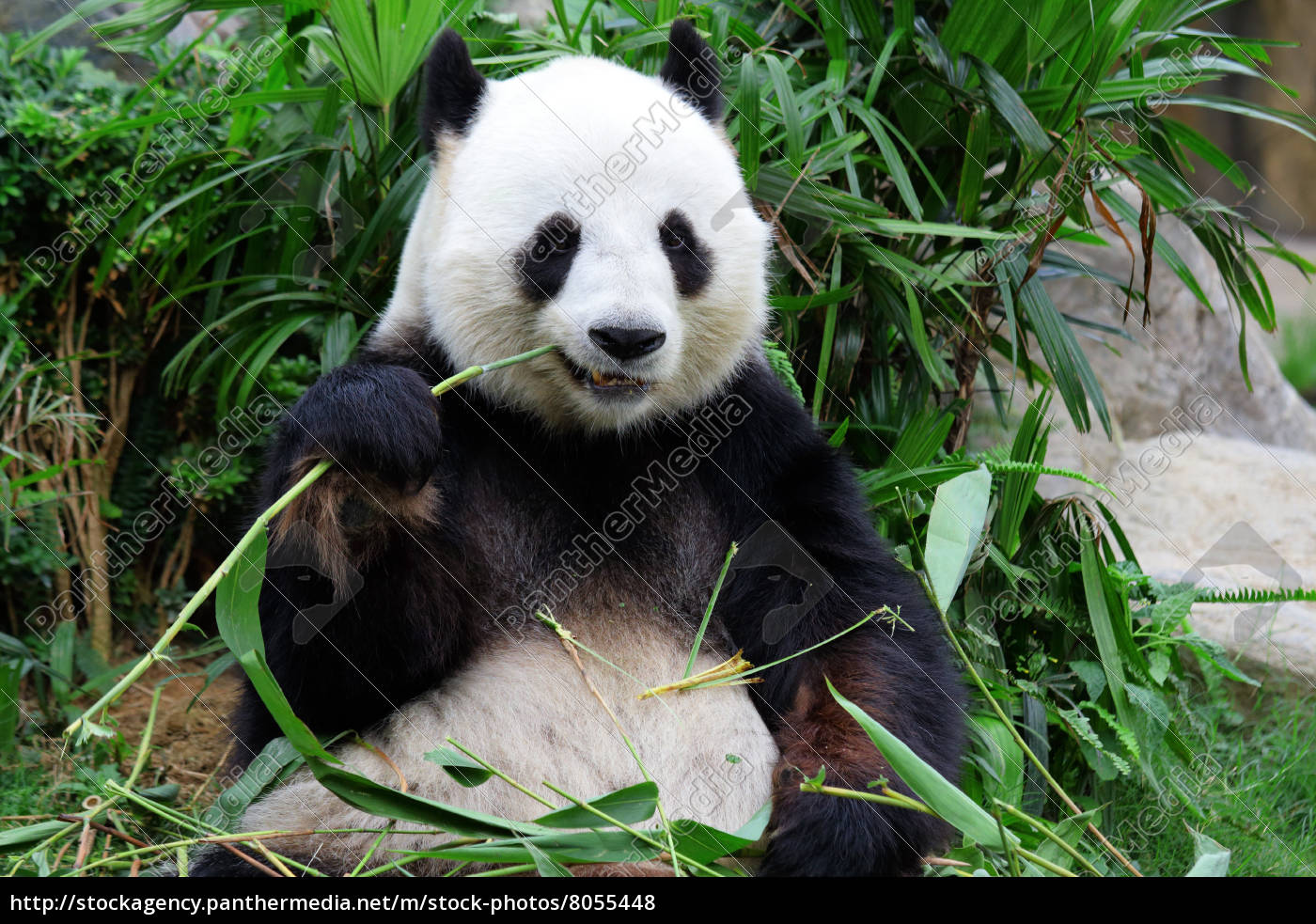 Grosse Panda Bar Essen Bambus Lizenzfreies Foto 8055448 Bildagentur Panthermedia