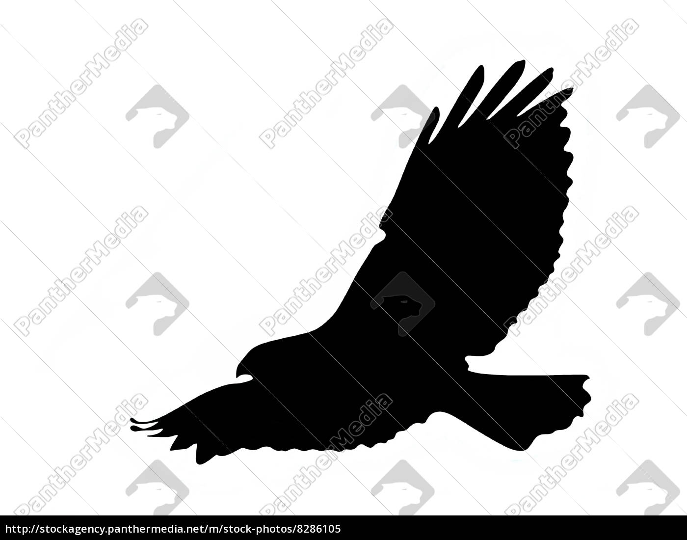 Raubvogel Silhouette Stockfoto Bildagentur Panthermedia