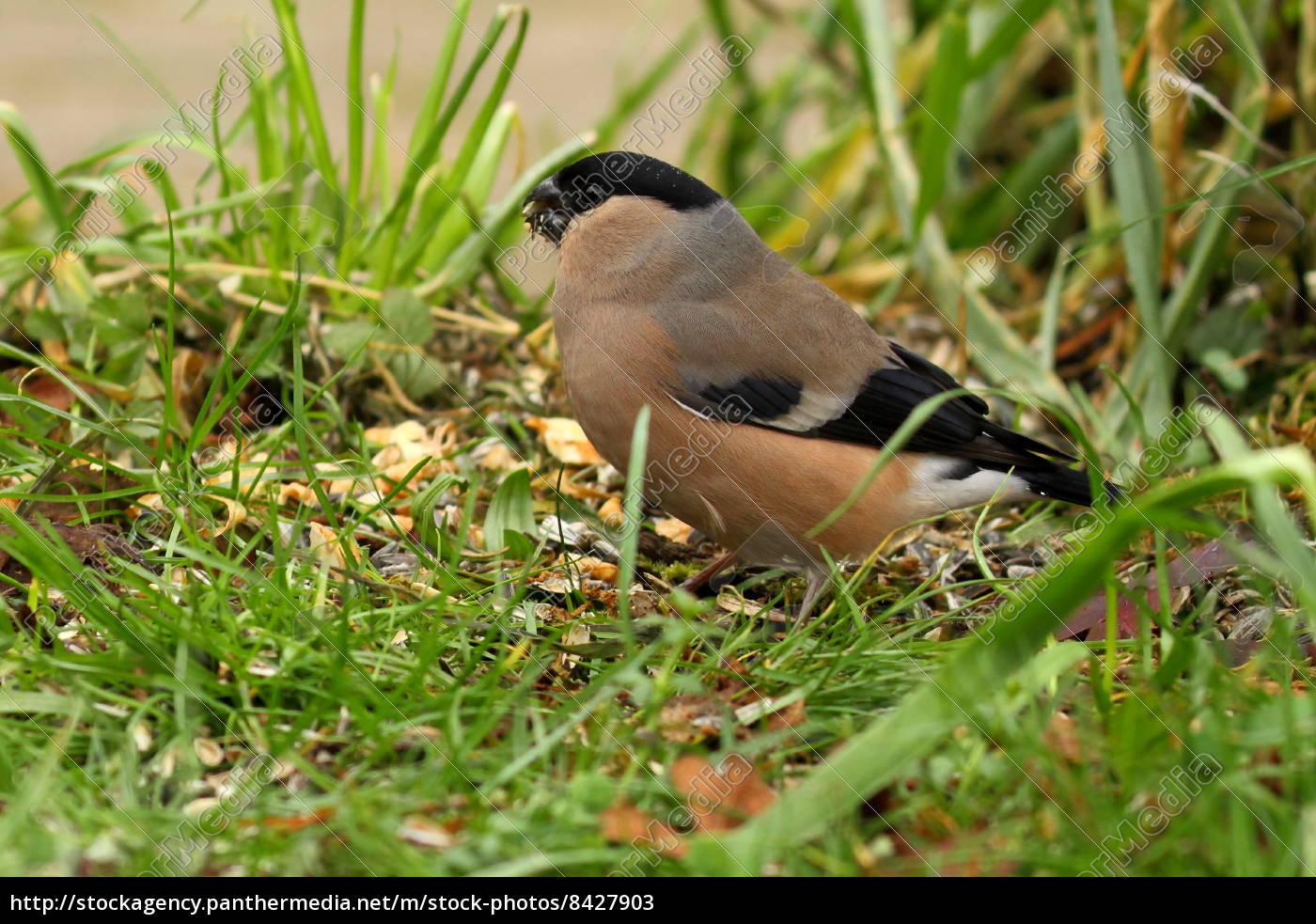 Dompfaff Gimpel Weibchen Stockfoto Bildagentur Panthermedia