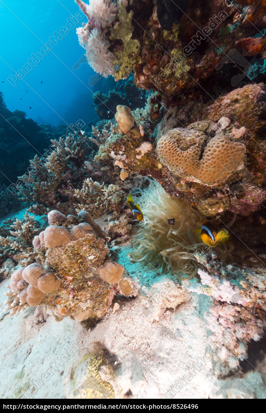 anemone und anemonenfisch im roten meer. - Lizenzfreies Foto - #8526496