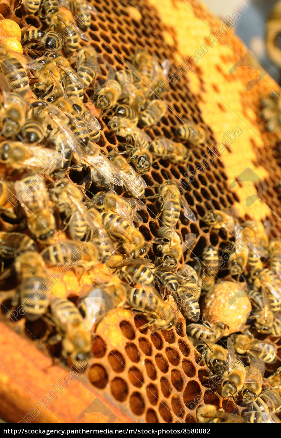 Wabe Bienenwabe Bienenzucht Imkerei Biene Bienen Tiere Stock Photo Bildagentur Panthermedia