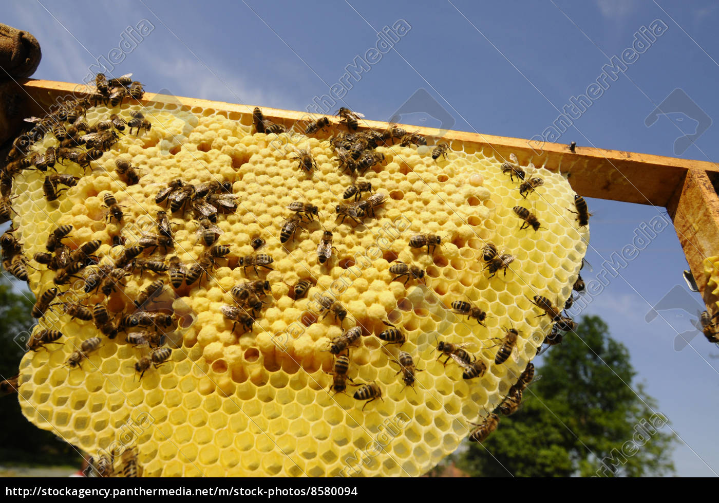 Wabe Bienenwabe Bienenzucht Imkerei Biene Bienen Tiere Stock Photo Bildagentur Panthermedia