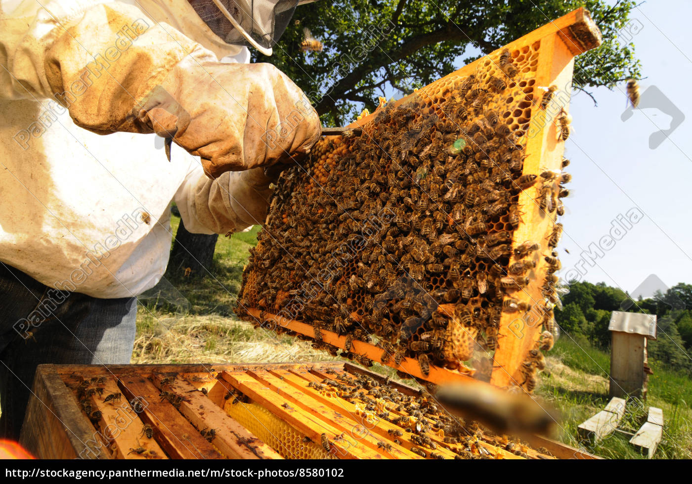 Wabe Bienenwabe Bienenzucht Imkerei Biene Bienen Tiere Stockfoto Bildagentur Panthermedia