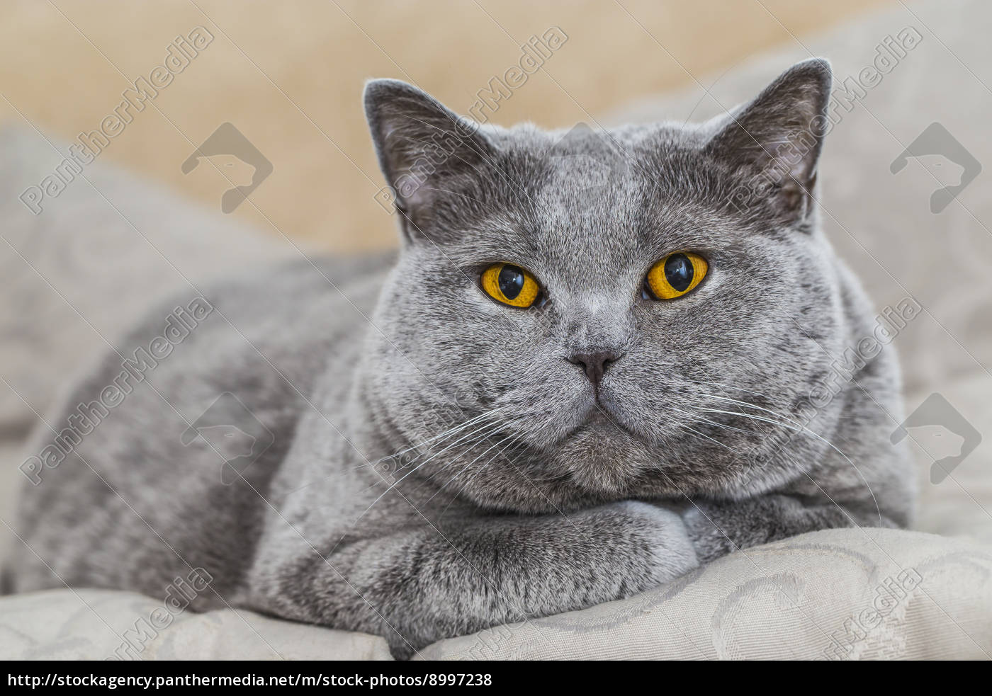 Silbergraue Katze Rasse