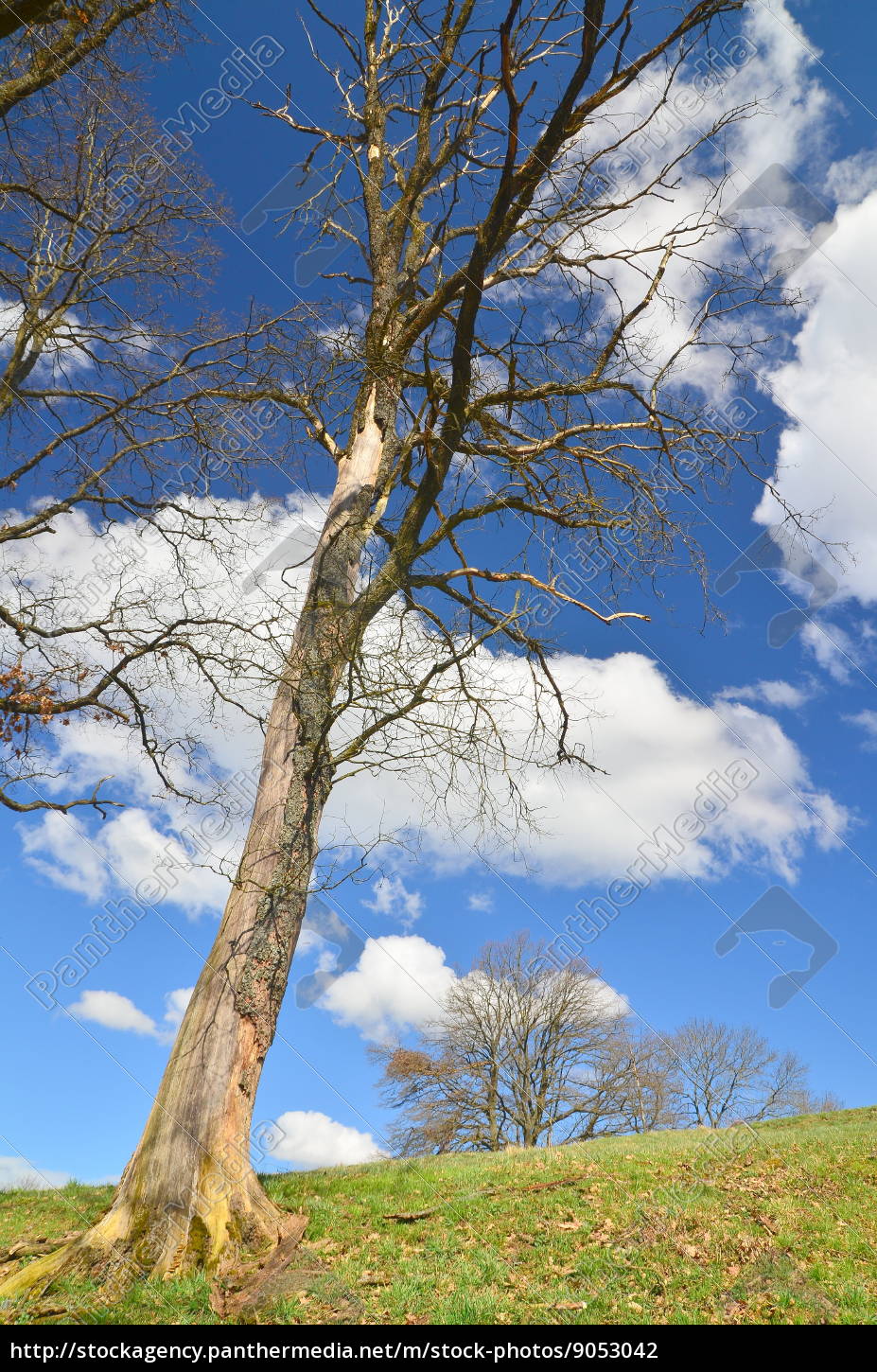 dürrer Baum Stock Photo 9053042 Bildagentur