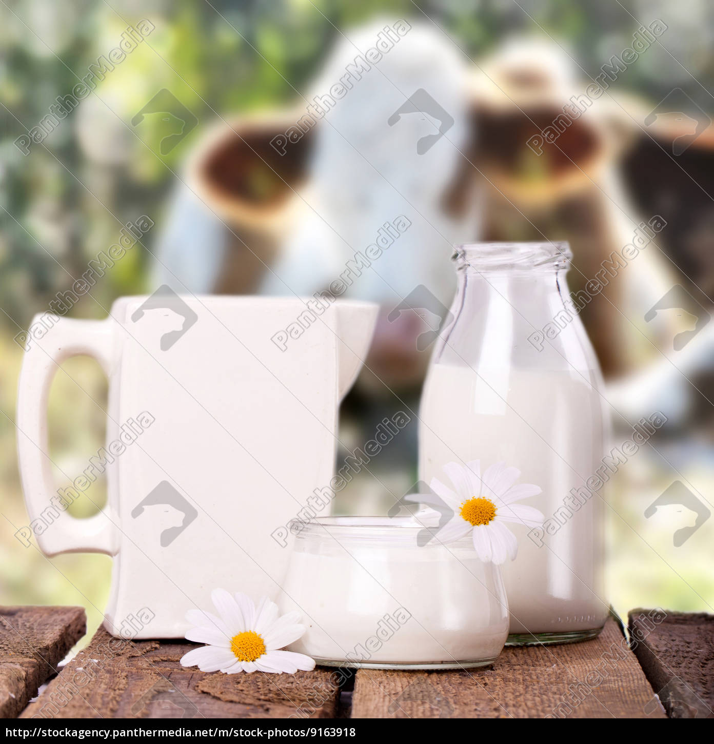 Milch mit Kühen im Hintergrund - Stock Photo - #9163918 | Bildagentur ...