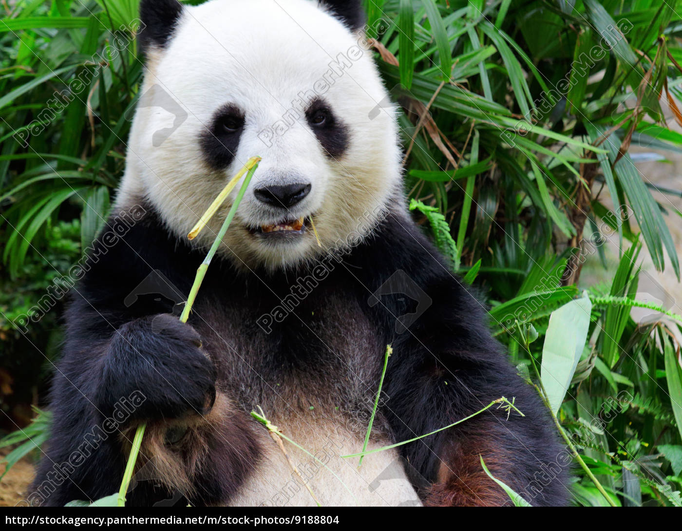 Grosse Panda Essen Bambus Lizenzfreies Foto 9188804 Bildagentur Panthermedia