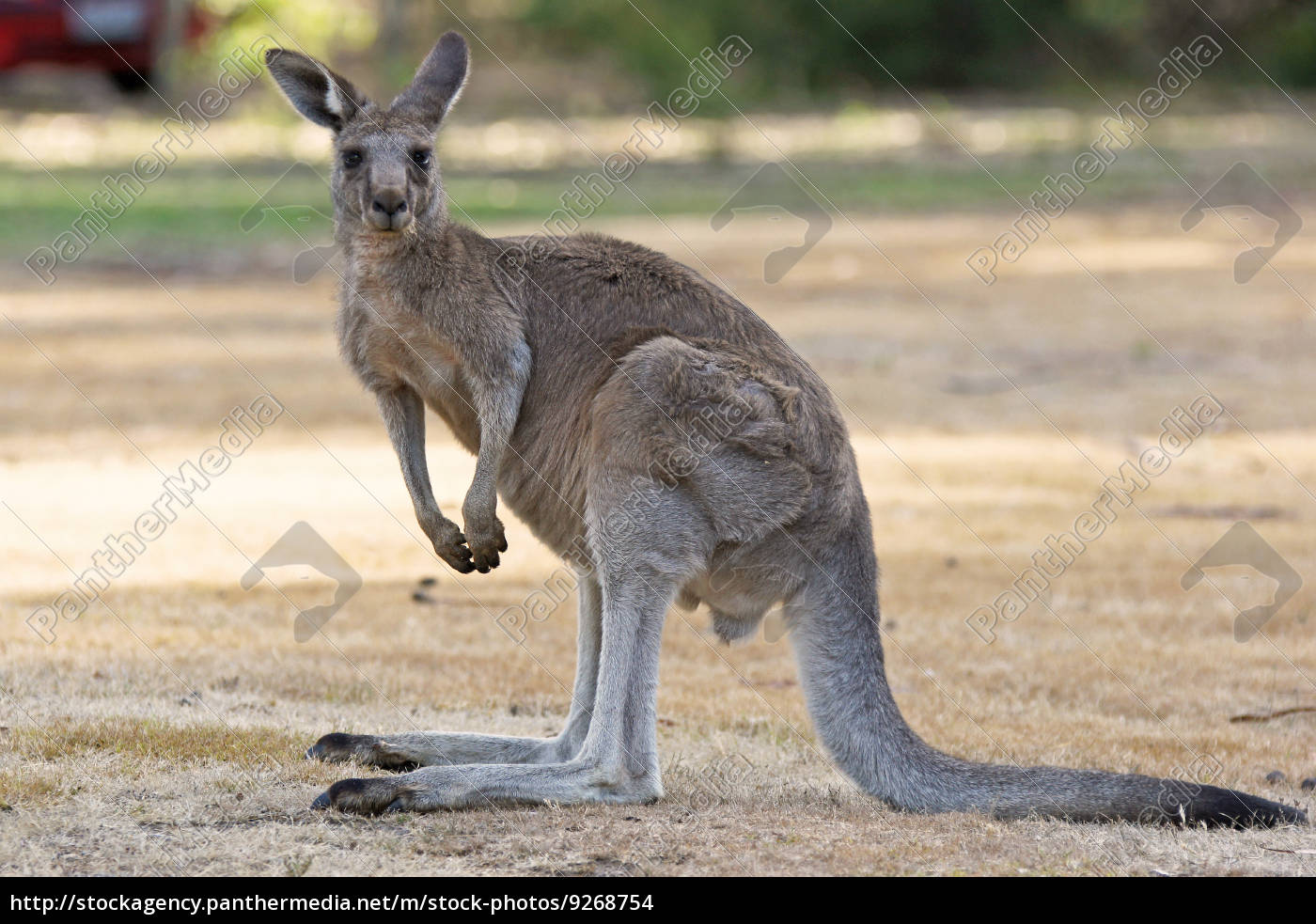 Graues Riesenkänguru, Australien - Stock Photo - #9268754 - Bildagentur