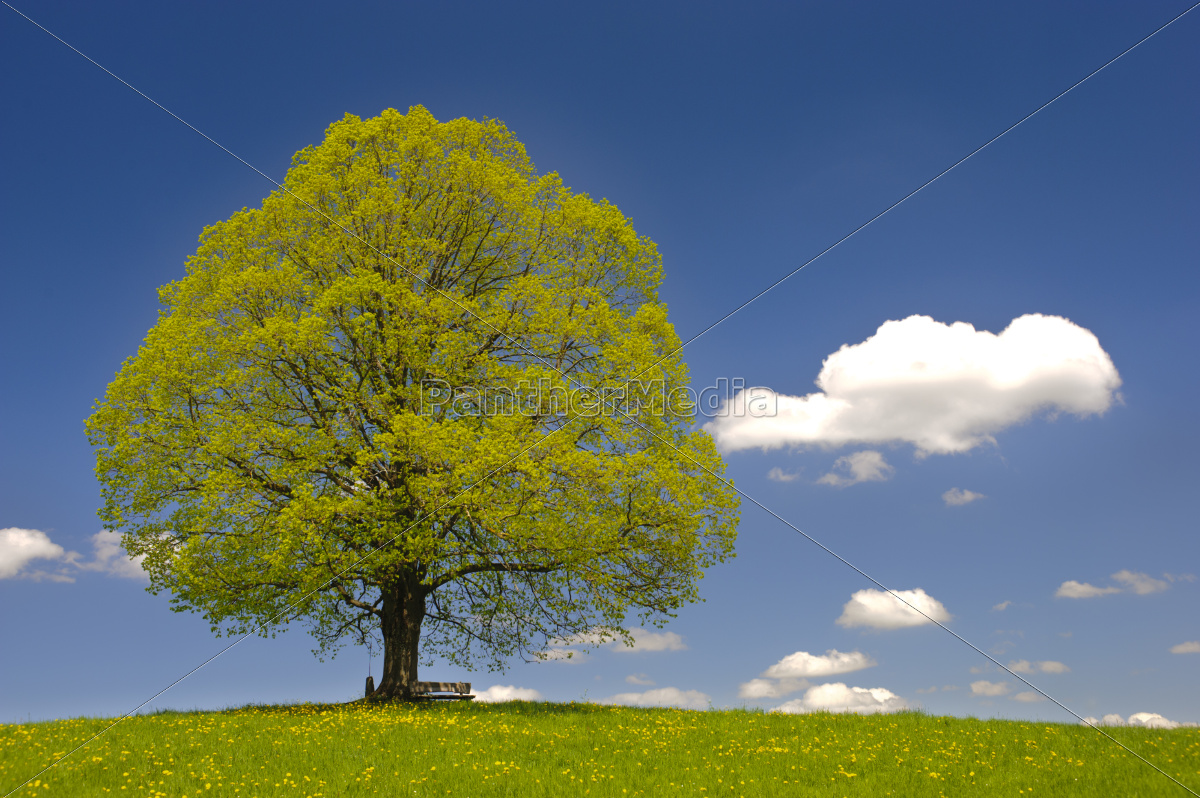 Natur Himmel Grün Sommer Landschaft Baum Pflanze Blume - Lizenzfreies ...