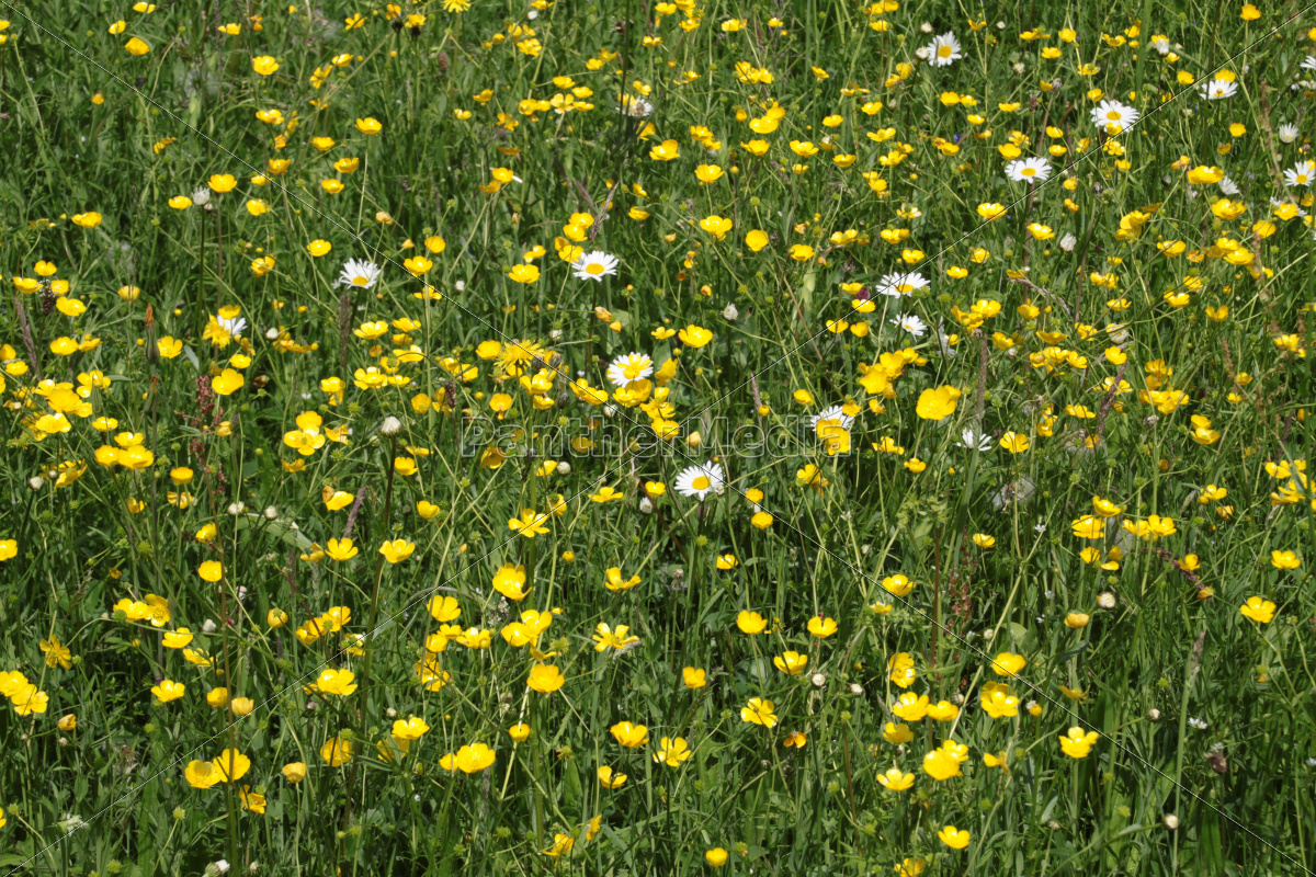 Gelbe Blumenwiese Lizenzfreies Foto Bildagentur Panthermedia