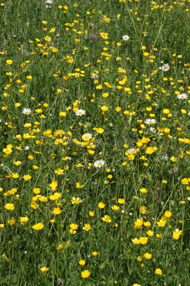 Gelbe Blumenwiese Stock Photo Bildagentur Panthermedia