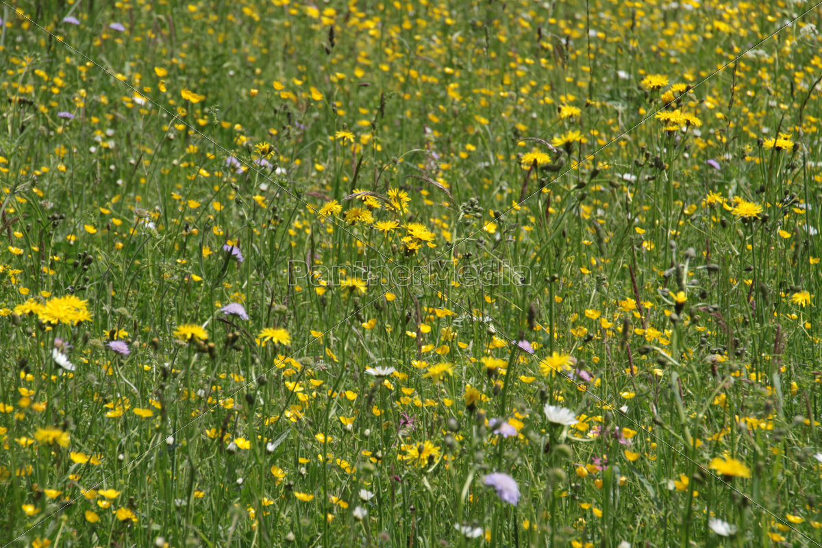 Gelbe Blumenwiese Lizenzfreies Foto Bildagentur Panthermedia