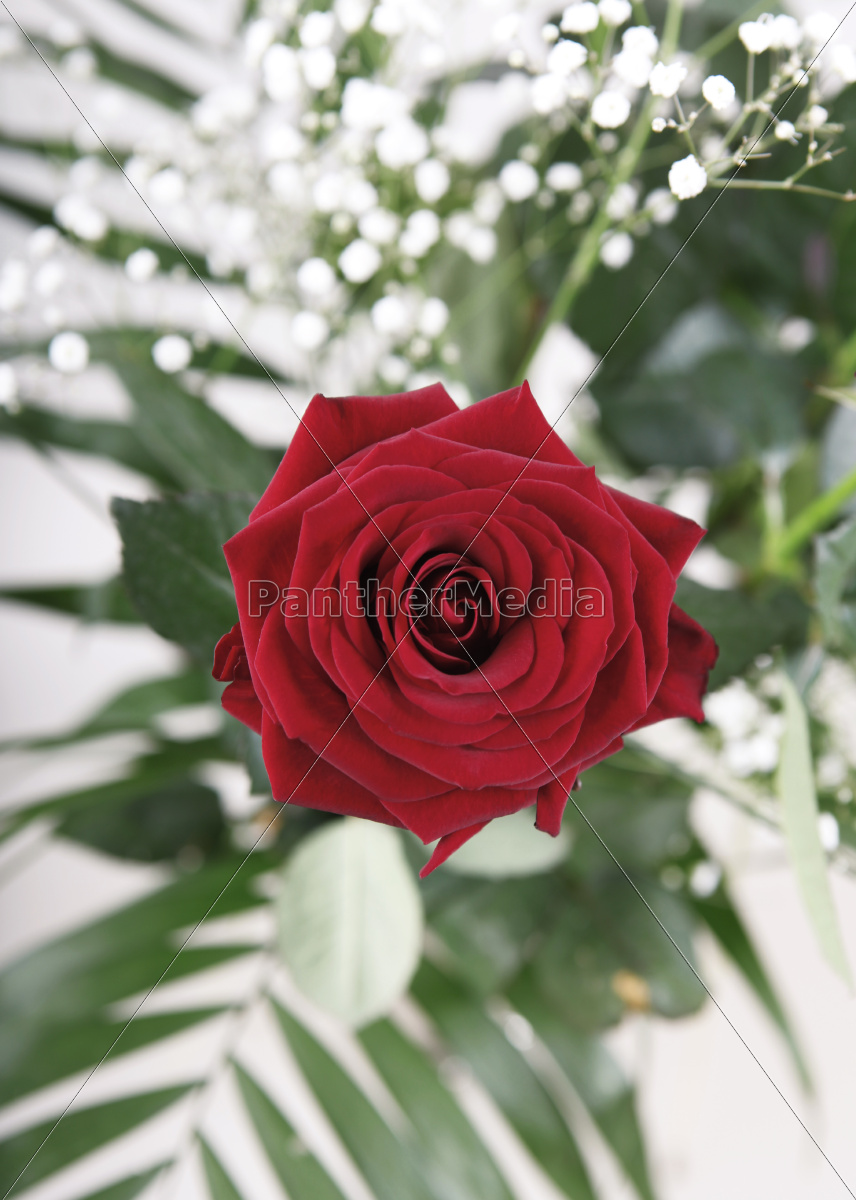 Rote Rosen Rose Hochzeit Trauung Liebe Gesteck Trauer Stock Photo Bildagentur Panthermedia