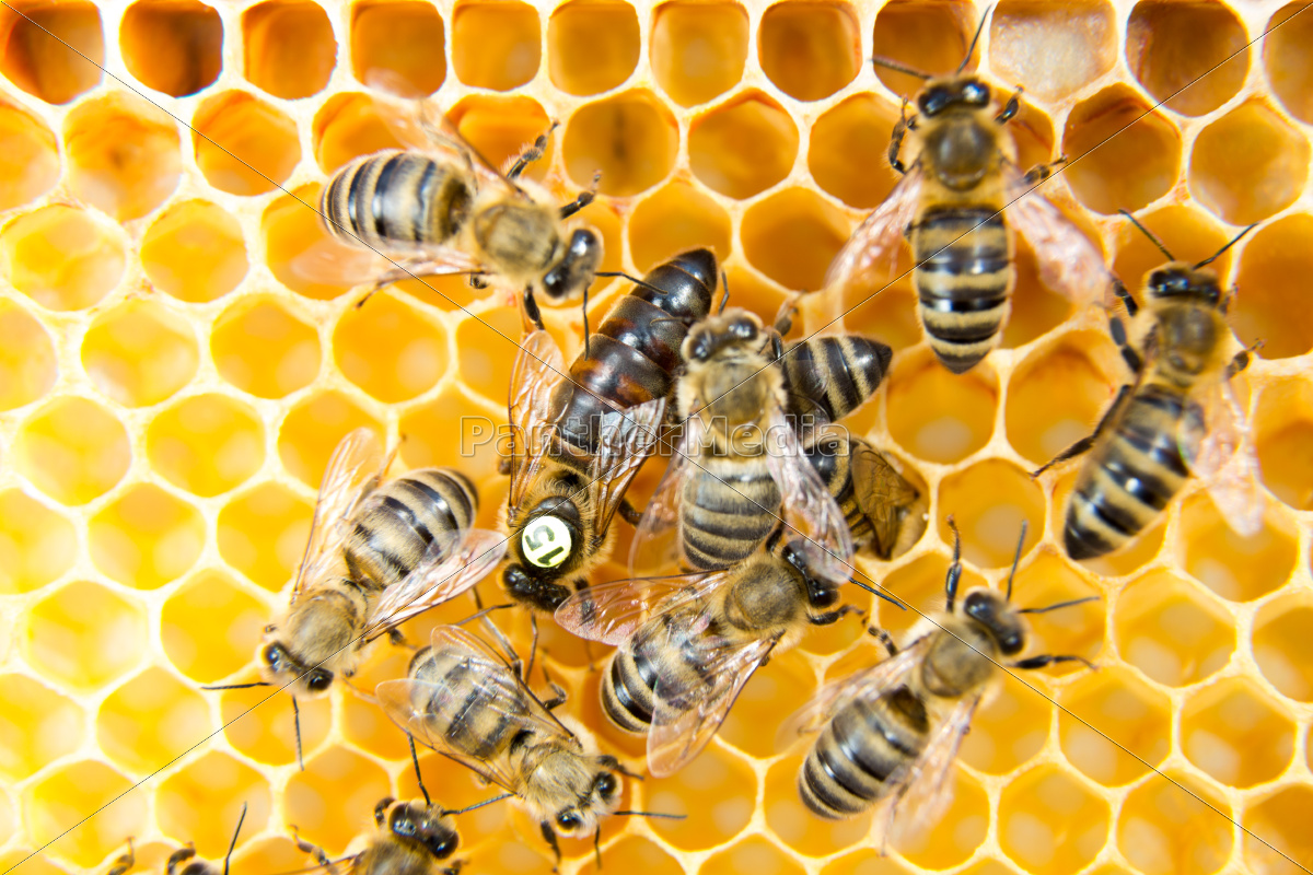 Bienenkonigin Im Bienenstock Eiablage Stock Photo Bildagentur Panthermedia