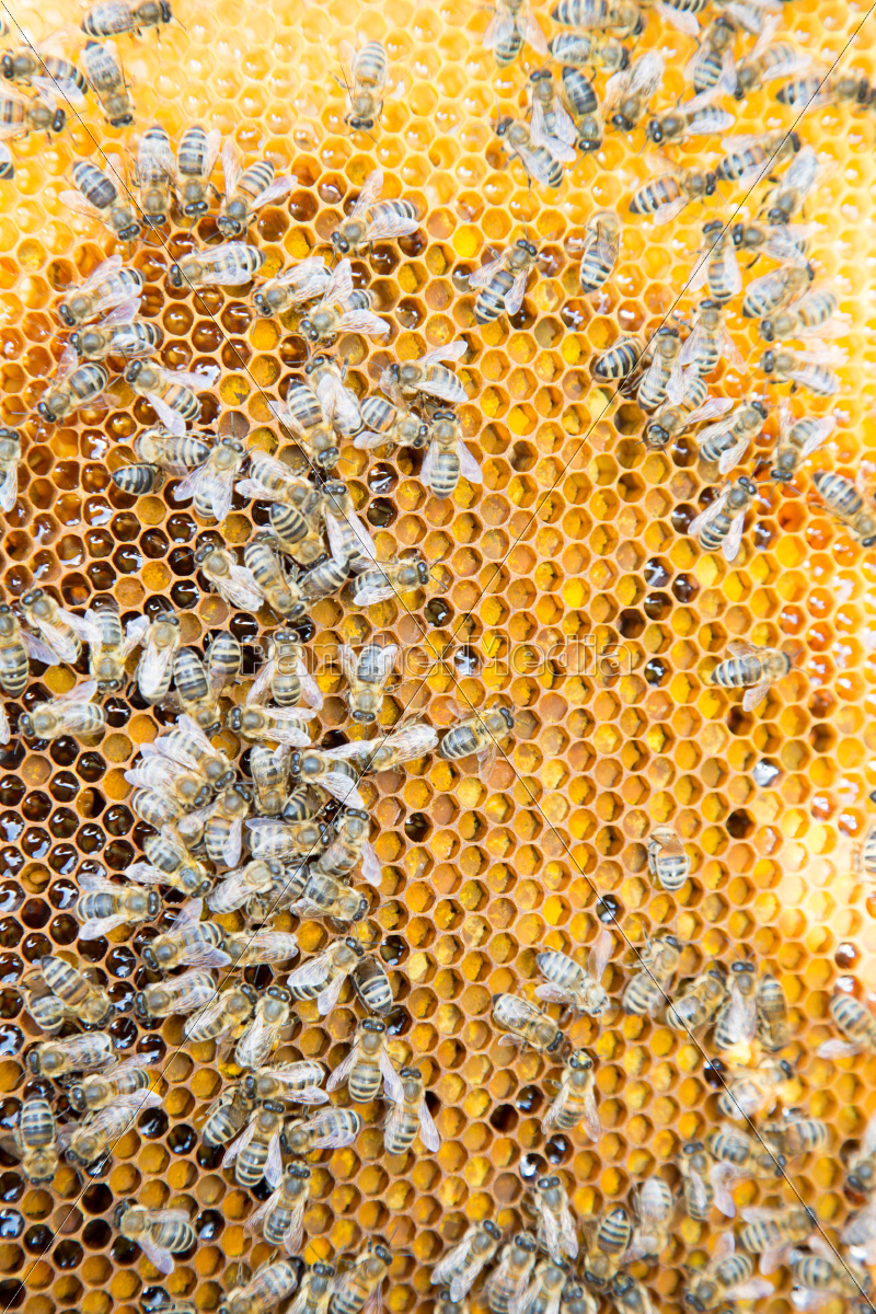 Bienen Auf Waben In Einem Bienenstock Stock Photo Bildagentur Panthermedia